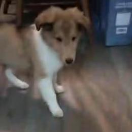 Lord Ceraxus - Sable merle and white male Collie puppy in Elmhurst, Illinois from Stacey's Collies