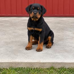 DAX - Black and mahogany male Rottweiler puppy in Parker, Colorado from Denver Rottweilers