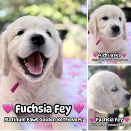 5th Pick Female- Fuchsia - Light golden female Golden Retriever puppy in Sarasota, Florida from Platinum Paws Puppies