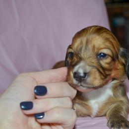 Susan - Cream female Dachshund puppy in Eufaula, Alabama from B’s Dachshunds