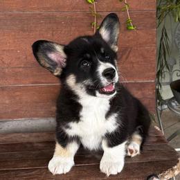 Josh - Black and tan male Pembroke Welsh Corgi puppy in Creston, Iowa from GSF Pembroke Welsh Corgis