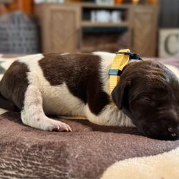 Bonnie - Liver and white female German Shorthaired Pointer puppy in Georgia from CMC Farms