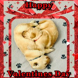 Golden Retriever Puppies from Riverside Ranch Retrievers