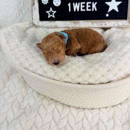 Blue - Red  male Poodle puppy in Florida from Adorable Toy-Miniature Poodles