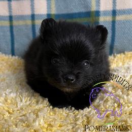 AKC STRIPE - Black male Pomeranian puppy in Watkins Glen, New York from Wicked Spirits Pomeranians