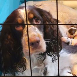Pele - English Springer Spaniel