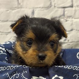 Baxter - Blue and gold male Yorkshire Terrier puppy in Monticello, Iowa from Ashley’s Puppies