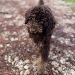 Male 1 - Phantom male Poodle puppy in Liberty, Texas from Poodles and Doodles Most Excellent Adventures