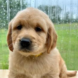 Molly - Golden female Golden Retriever puppy in Doniphan, Missouri from Stockford’s Golden Retrievers