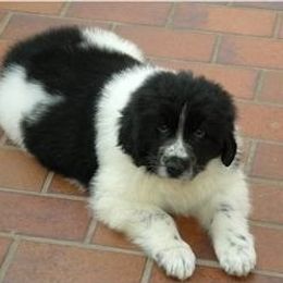 Newfoundland All Grown Up from Mastway Newfoundlands