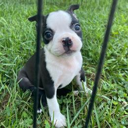 Midge - Black and white female Boston Terrier puppy in Fillmore, Illinois from Wind Hill Puppies