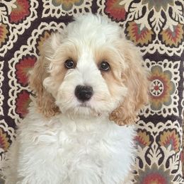 Rolf - Apricot male Australian Labradoodle puppy in Washington, North Carolina from Pamlico Labradoodles