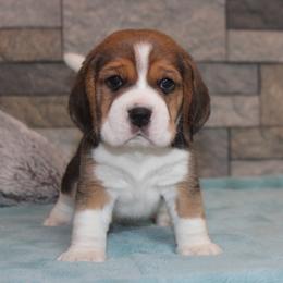 Erwin - Black tan and white male Beagle puppy in Morrill, Kansas from Kelle Beagles