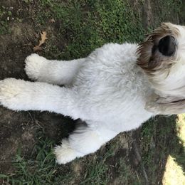 Lola - Goldendoodle