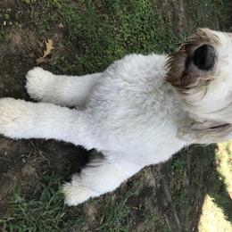 Lola - Goldendoodle