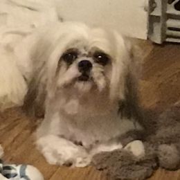 Heidi - Shih Tzu