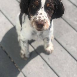 English Springer Spaniel Puppies from WorleyByrd Springers