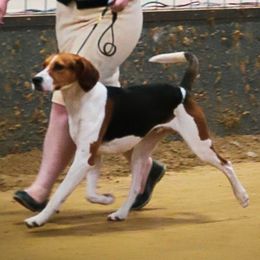 Terzo - Treeing Walker Coonhound