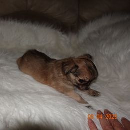 Girl 1 - Black sabled fawn female Chihuahua puppy in Deridder, Louisiana from BG's Chihuahua