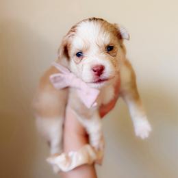 Magnolia - Merle female Pomsky puppy in Cleveland, Ohio from Lake Point Pomskies