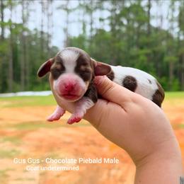Gus gus - Piebald male Dachshund puppy in Quitman, Mississippi from S-and-A Kennels