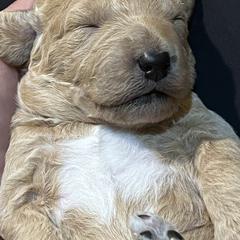 Double Doodle Puppies from Dog Paw Doodles