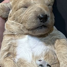 Double Doodle Puppies from Dog Paw Doodles