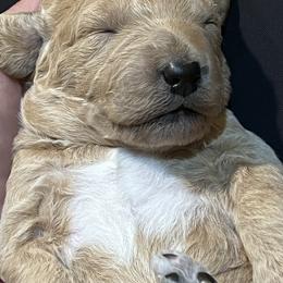 Double Doodle Puppies from Dog Paw Doodles