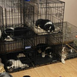 Australian Shepherd Puppies from BlueRain Aussies