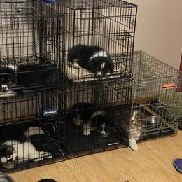 Australian Shepherd Puppies from BlueRain Aussies