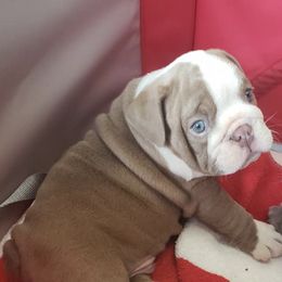 Bulldogs and French Bulldogs from Dogheaven