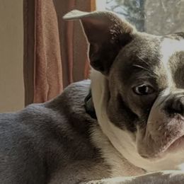 Boston Terriers from Gail's Boston Terriers