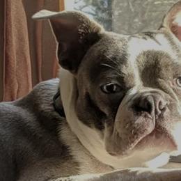 Boston Terriers from Gail's Boston Terriers