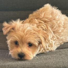 Jasper - Apricot male Maltipoo puppy in Lebanon, Kentucky from Mosaic Merle Doodles