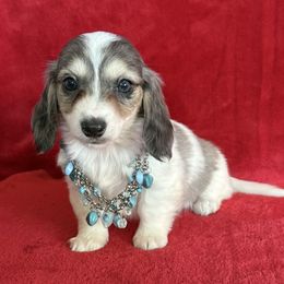 Queen - Blue and cream female Dachshund puppy in Lincoln, Arkansas from Red Dirt Dachshunds