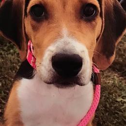 Boxers and English Foxhounds from Park Avenue Kennels