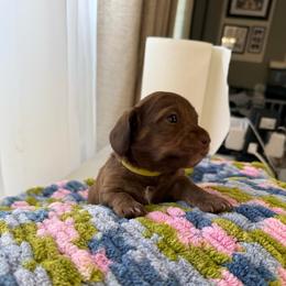 Iron Lad - Yellow - Red male Dachshund puppy in Pittsburg, California from Super Hero Dachshunds