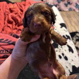 Yellow collar - Red male Dachshund puppy in San Antonio, Texas from Bear Bear's House of Doxies