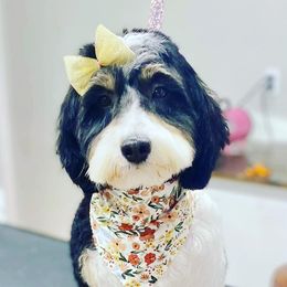 Aussiedoodles, Bernedoodles, Cockapoos, and Goldendoodles from Jackson County Doodles