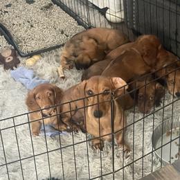 Dachshund Puppies from Monterey bay dachshund kennel