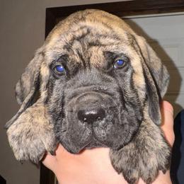 Rucker - Brindle male Mastiff puppy in Carthage, Missouri from Mama’s Mastiffs