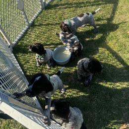 Wirehaired Pointing Griffon Puppies from VC Studs / Sugar Pine Griffon Puppies