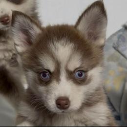 Holly - Red and white female Pomsky puppy in Spring Hill, Florida from PDQ Pomskies