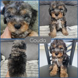 Gouda - Merle male Cockapoo puppy in Zanesville, Ohio from Southtown Doodles LLC