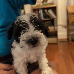 Levi - Parti male Schnoodle puppy in Huron, Tennessee from Wilma's Paw-Paw Patch