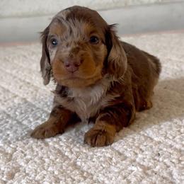 Rain - Dapple male Dachshund puppy in Temecula, California from Naomi Magee's Dachshund Kennel