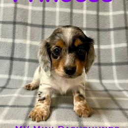 Princess - Dapple female Dachshund puppy in Carlsbad, Texas from MV Mini Dachshunds