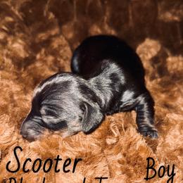 Dachshund Puppies from The Long Dog Lounge