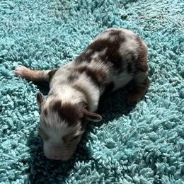 Brutus - Red merle male Miniature American Shepherd puppy in Monroe, Utah from Shawnkara Australian Shepherds & Miniature American Shepherds