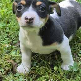 Biscuit - White and black female Teddy Roosevelt Terrier puppy in Murray, Kentucky from Froschwald German Shepherds and Xanadu Teddy Roosevelt Terriers